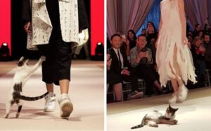 L’ospite più amato delle sfilate di moda? Il gattino che è salito in passerella all’improvviso (VIDEO)