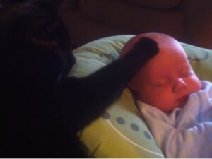Il neonato lamentoso e piangente viene calmato dal suo fratellino gatto finché non si addormenta