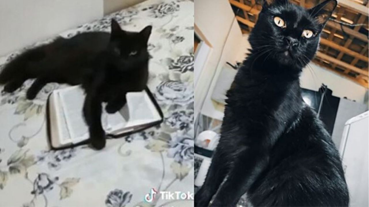 Un gatto nero di nome Bruce che legge la Bibbia
