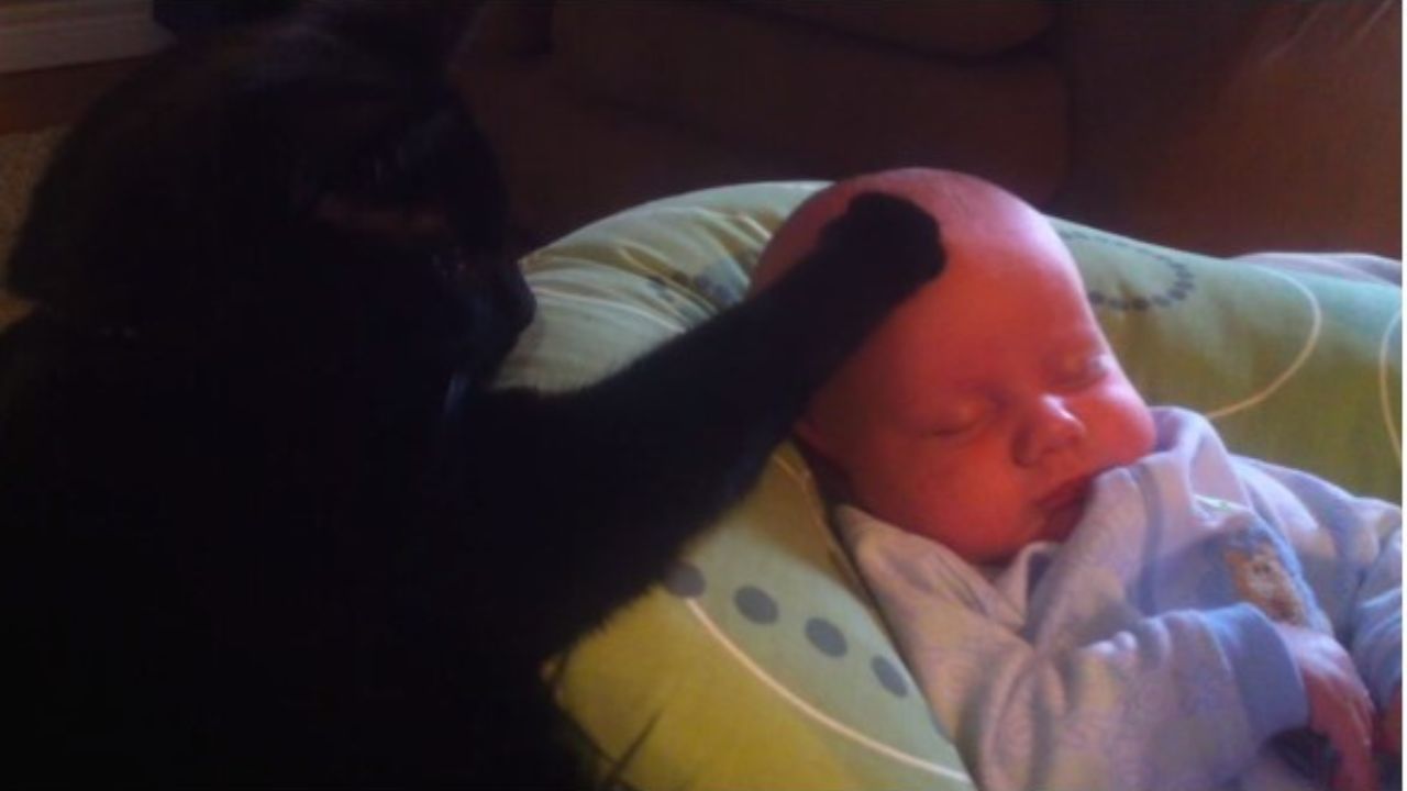 gatto nero accarezza un neonato