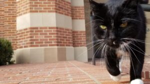 Si chiamava Powell ed è volato sul Ponte: era il gatto “non binario” dell’UCLA