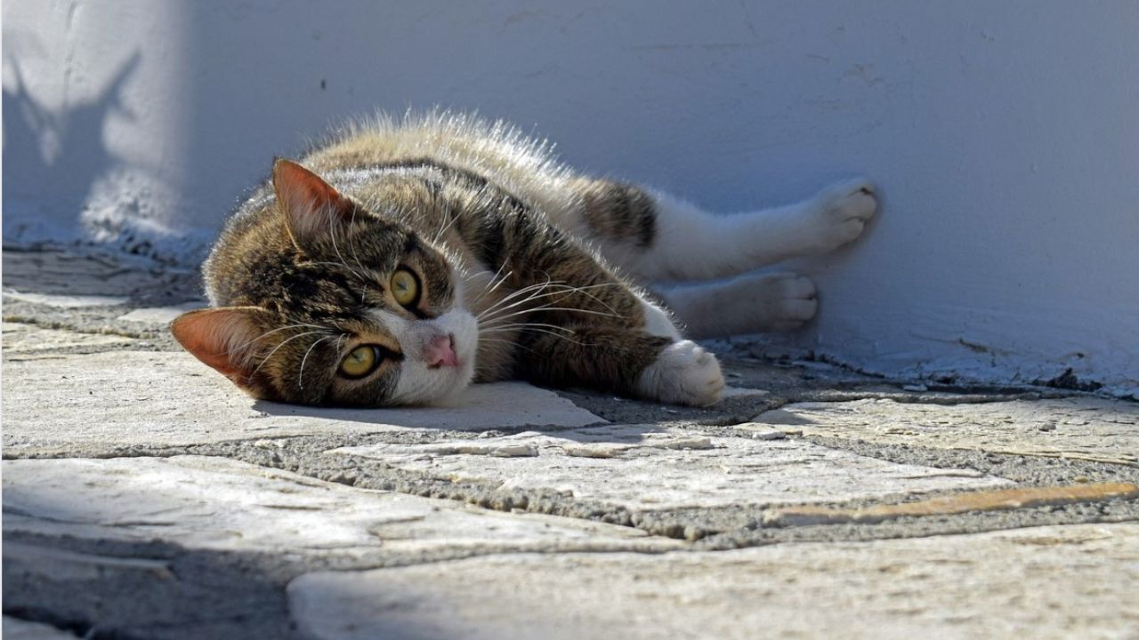 gatto dorme tra le strade 