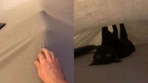 Il gattino gioca sotto le lenzuola con la sua padrona, ma in maniera decisamente originale (VIDEO)