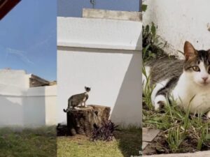 Il gatto si trasferisce da un appartamento a una casa con patio e non riesce proprio a crederci