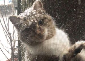 Durante una tempesta di neve, questo gatto ha implorato un uomo per trovare riparo e salvezza (VIDEO)