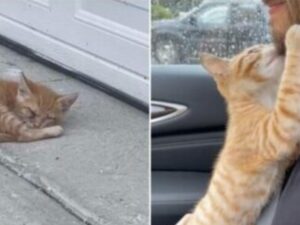 L’uomo trova un gattino fuori dal suo garage: avvicinandolo si accorge che è un po’ diverso