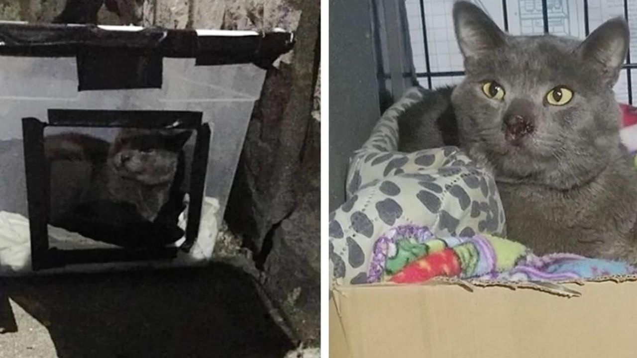 gatto vive dentro una scatola