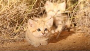 Un fotografo ha scattato una preziosa foto ad alcuni gattini estremamente rari