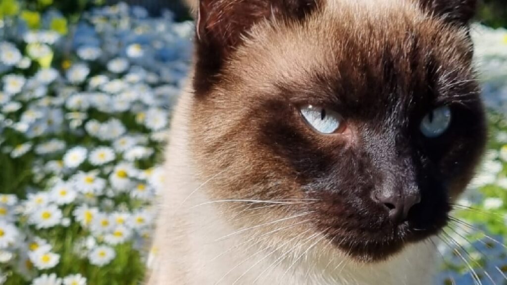 gatto siamese occhi azzurri