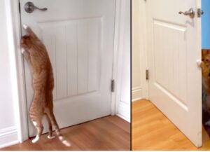 Un’associazione a delinquere: il gatto apre le porte al cane, così da farlo entrare ovunque
