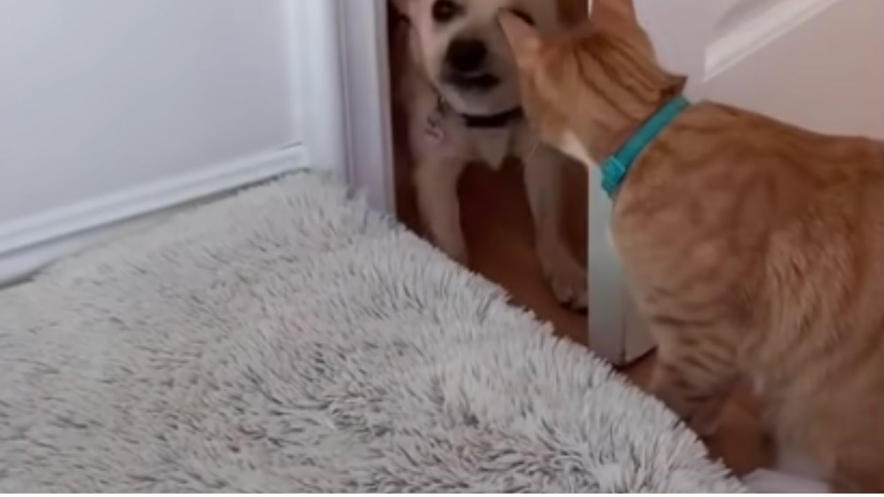 gatto sa aprire la porta