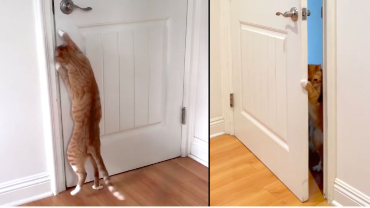 il gatto apre la porta di casa