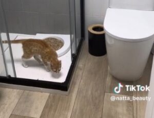 “Basta fare così”: questa tiktoker spiega come sta insegnando al suo gatto a usare la toilette
