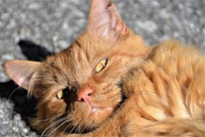 Senza pietà, quest’uomo ha investito e gettato via un gatto ancora vivo: la giustizia farà il suo corso