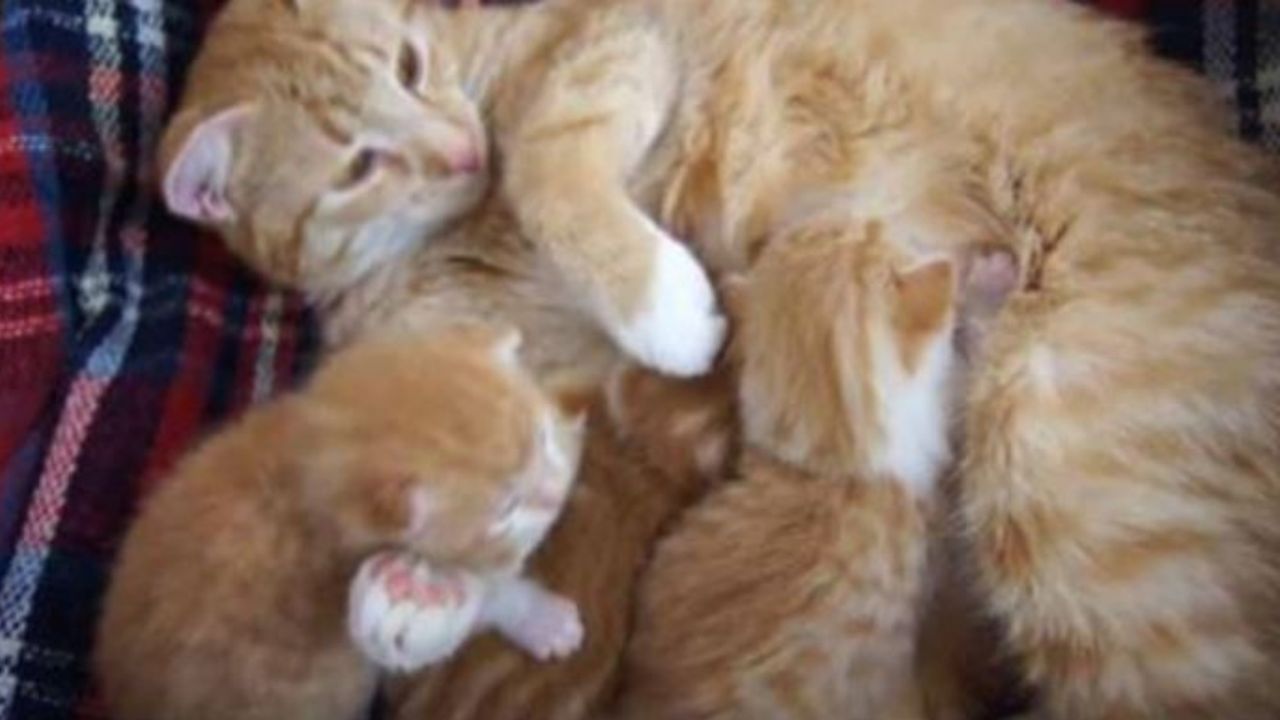 Una mamma gatta insieme ai suoi gattini