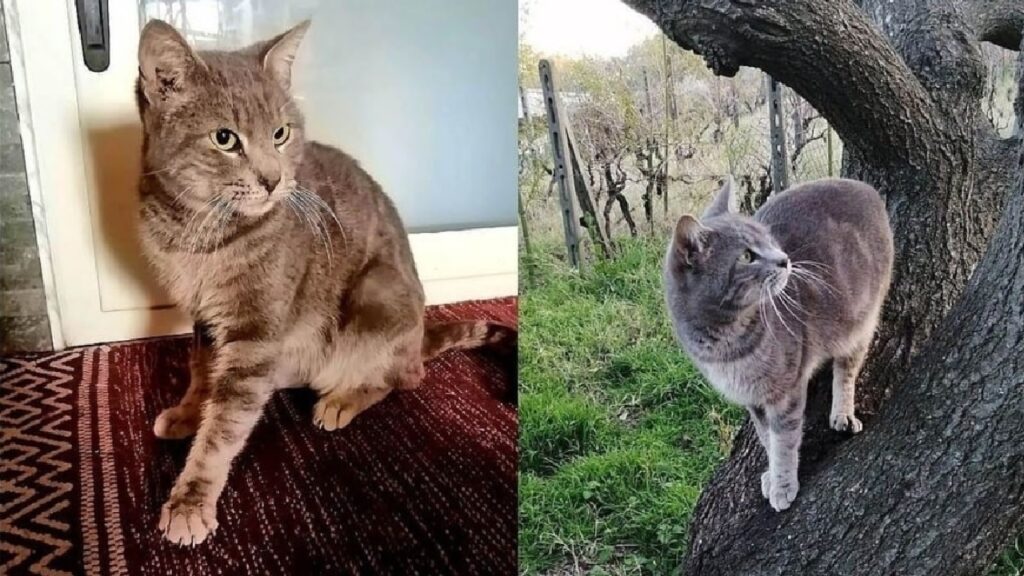 gatto giulio sull'albero