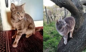 Lavinaio, offresi ricompensa per il ritrovamento di Giulio, il gatto di 2 anni smarritosi da giorni