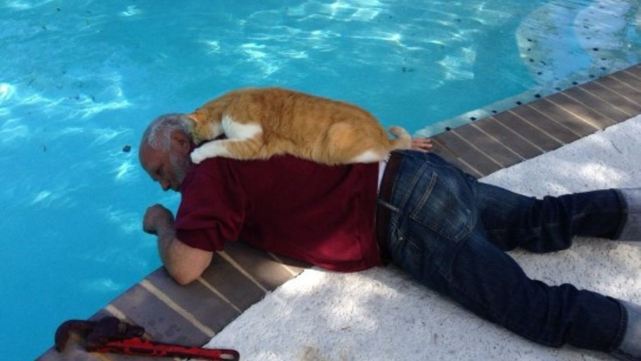 gatto a bordo piscina