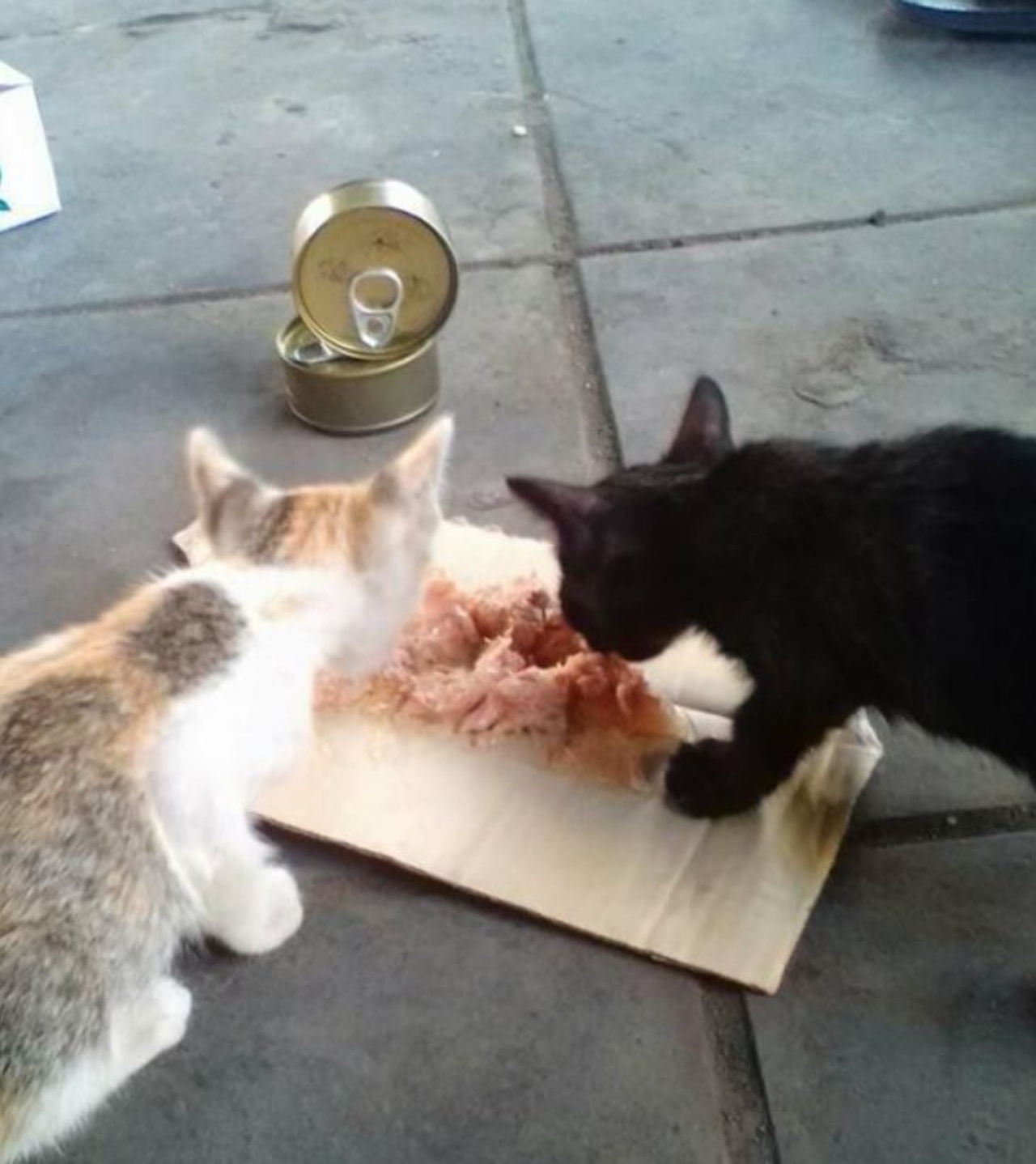 Due gattini che mangiano cibo in scatola