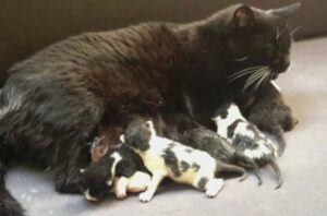 Mamma gatta perde tutti i suoi gattini: poco dopo fa un gesto adorabile e commovente