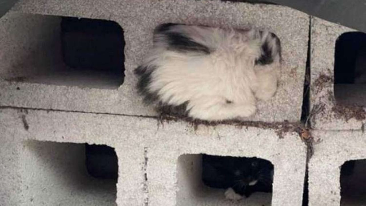 gatto bianco incastrato in un mattone
