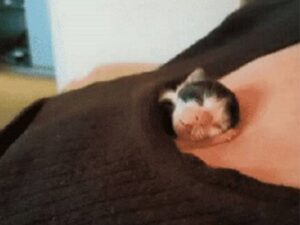 gattino bianco e nero a occhi chiusi