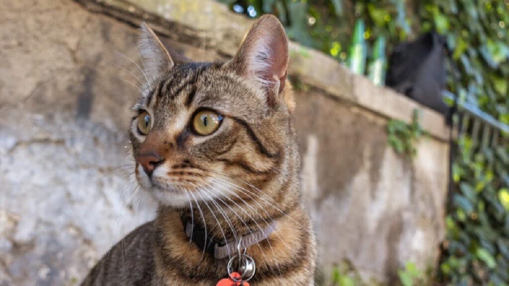 gatto soriano pelo grigio marroncino