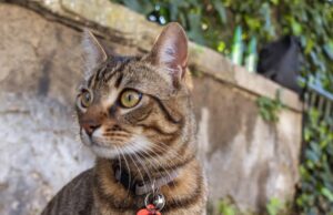 Napoli, sfortunatamente fuggito via il gatto Quarto, i familiari lanciano l’allarme