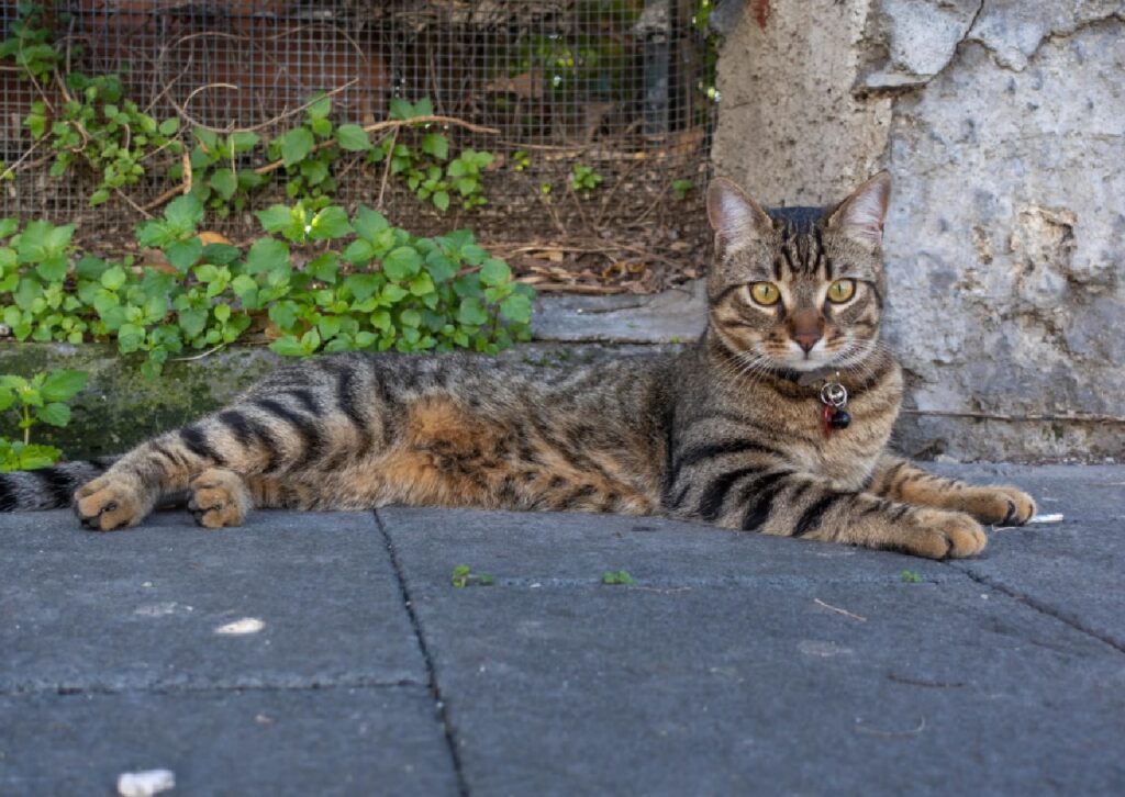 gatto disteso per terra