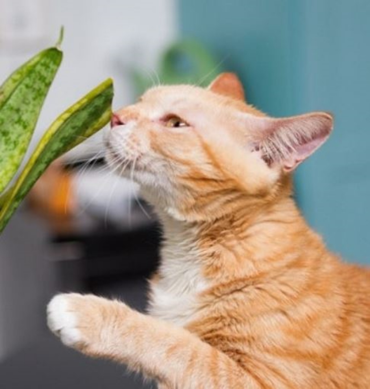 Un gatto arancione annusa una pianta