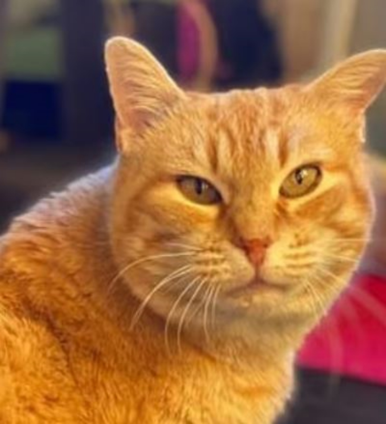 Una gatta dal mantello arancione