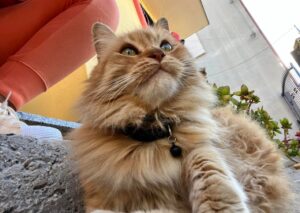 Pirri, denunciata la scomparsa del gatto Ottavio, si attendono novità dalle indagini
