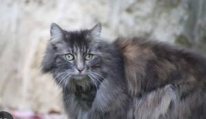 Pistoia, scappato dal trasportino un gatto di nome Placido, la speranza di ritrovarlo al più presto non manca