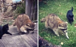 Questi gattini sono stati salvati da un alleato inatteso: un procione cieco li ha portati da un uomo buono (VIDEO)