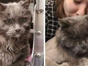 gatto che si fa coccolare