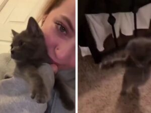 gatto grigio con donna