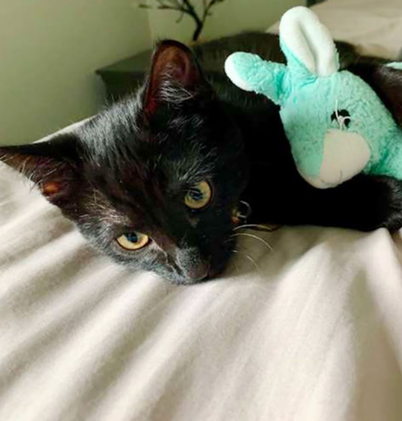 Un gatto nero con un peluche