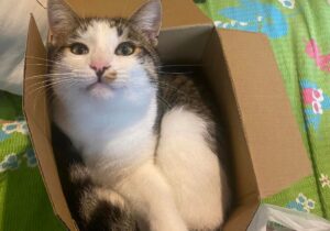 Robecco sul Naviglio, sparito all’improvviso un micio di nome Wasabi, si cerca un gatto europeo di 10 mesi