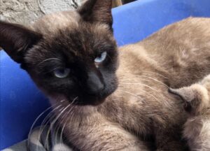 Santa Maria Capua Vetere, Bejamell, una gatta simil Siamese, scompare senza lasciare indizi