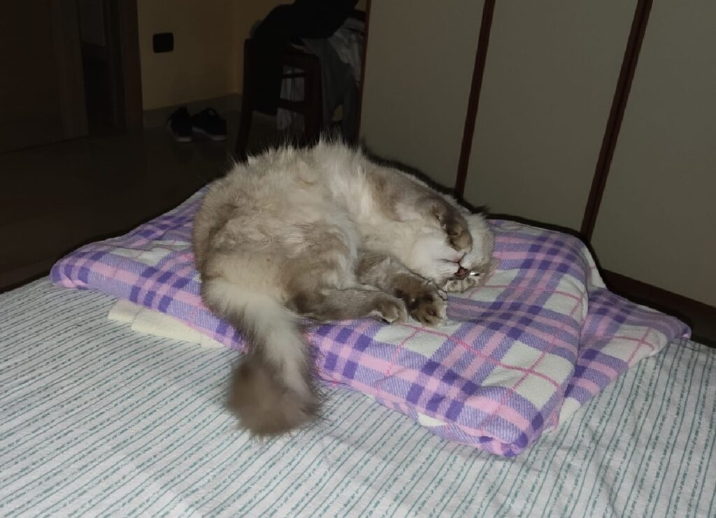 gatto si rotola tra le coperte