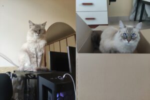 Sant’Andrea del Pizzone, sparisce un gatto Ragdoll di nome Mani, da giorni proseguono le perlustrazioni