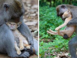 gattino arancione in braccio ad una scimmia