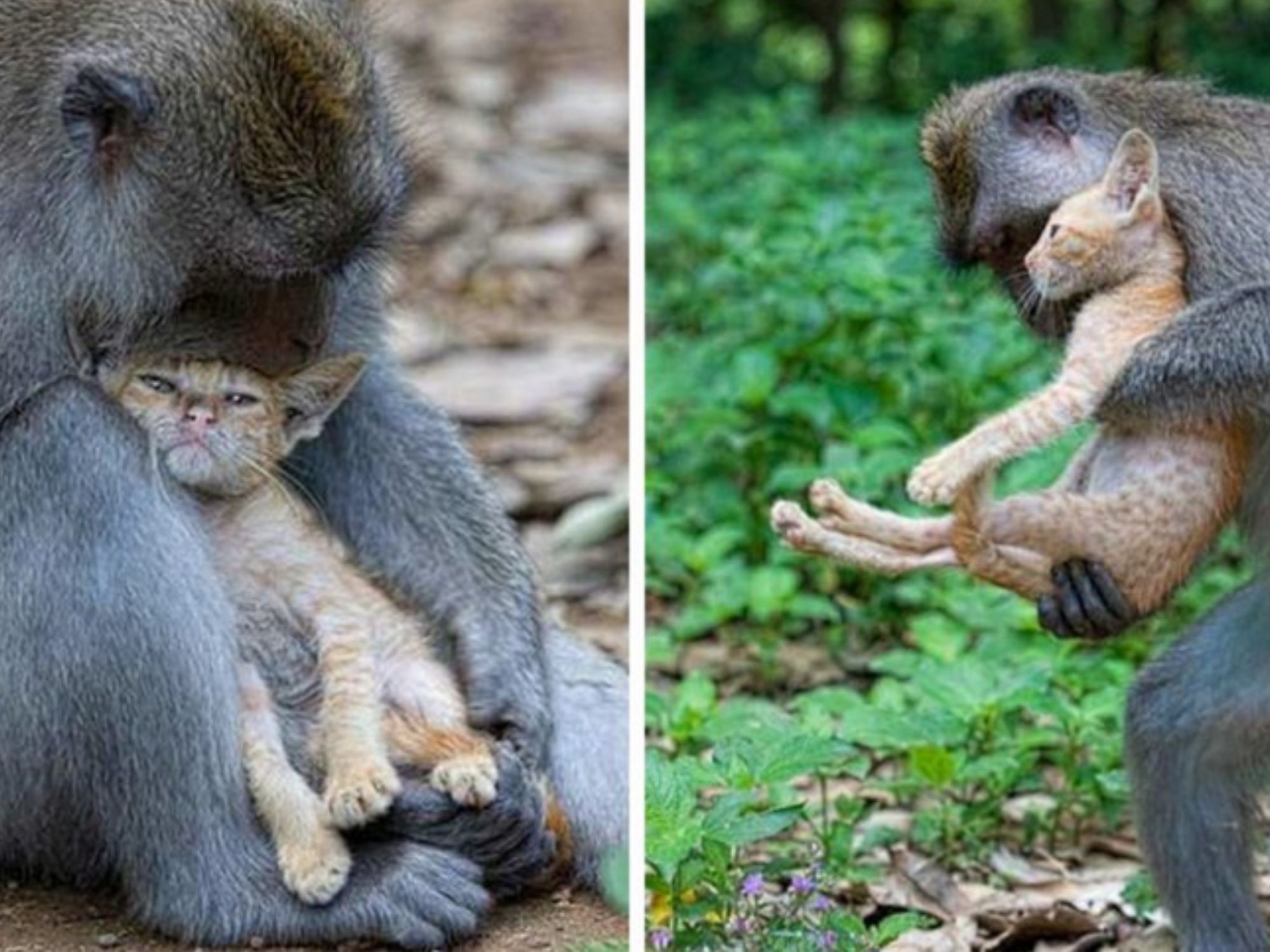 gattino che si fa abbracciare da una scimmia