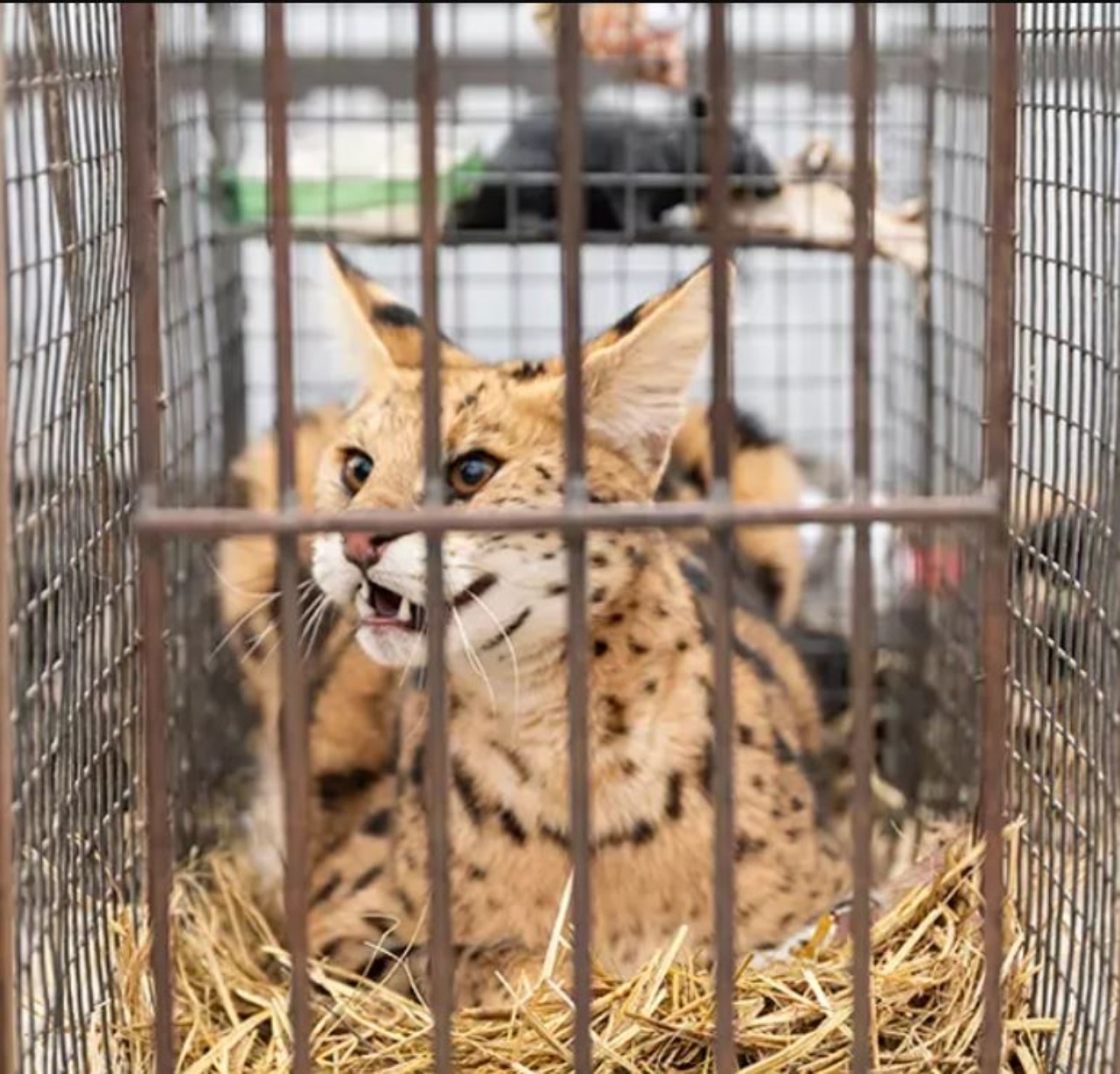 Un Serval Africano in una gabbia