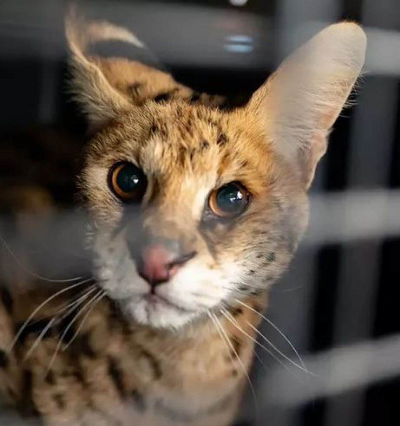 Un gatto selvatico africano trovato in Arkansas