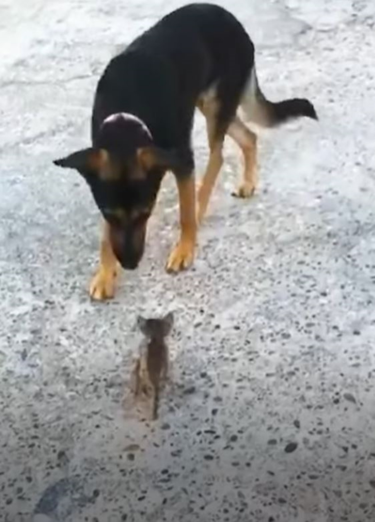 Un cane che conosce un piccolo gattino