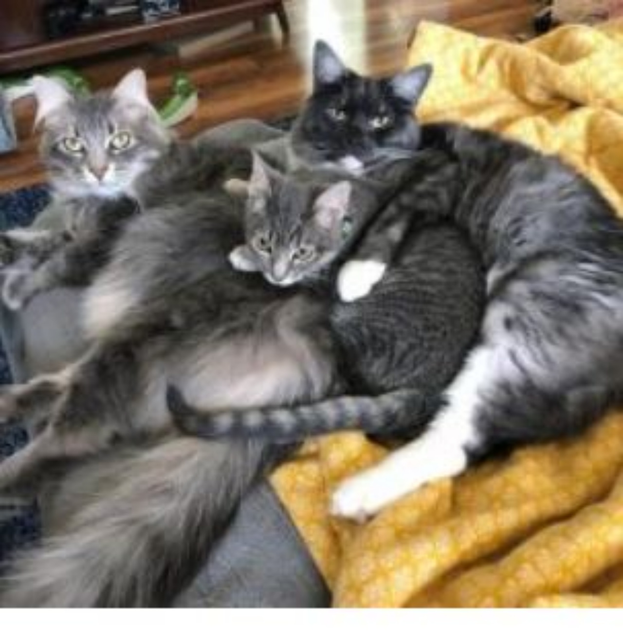 Tre gatti si rilassano insieme sul divano
