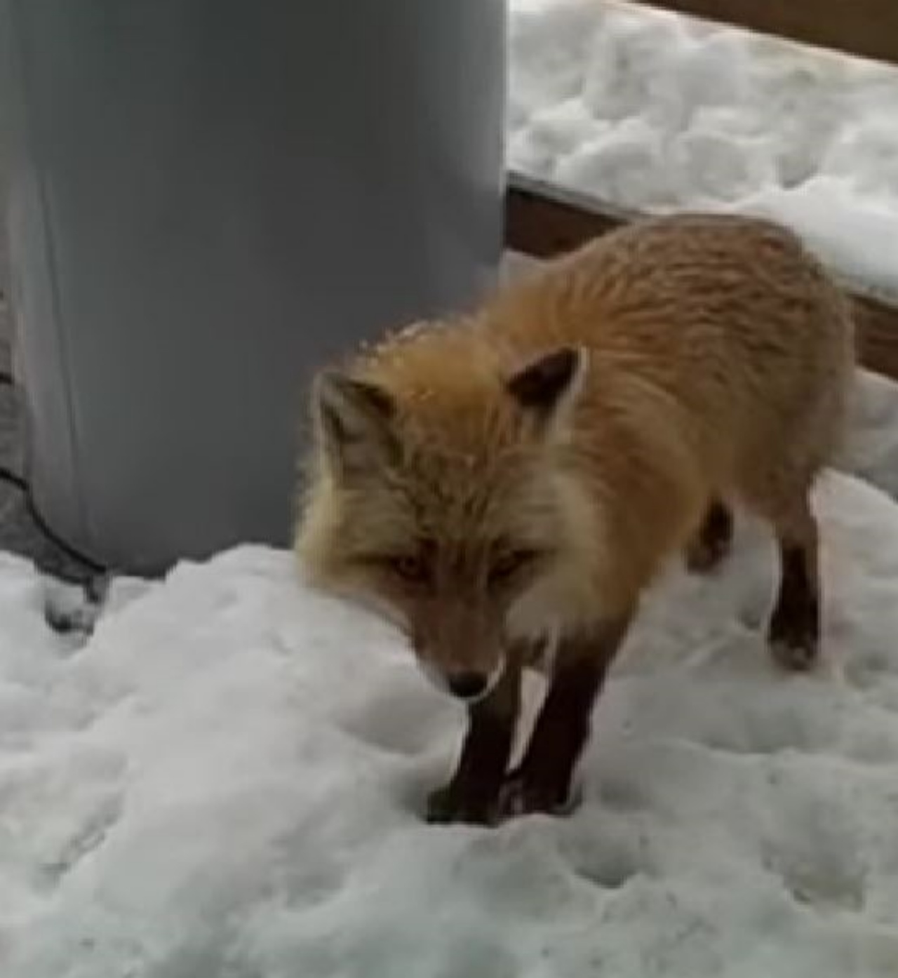 Una volpa nella neve
