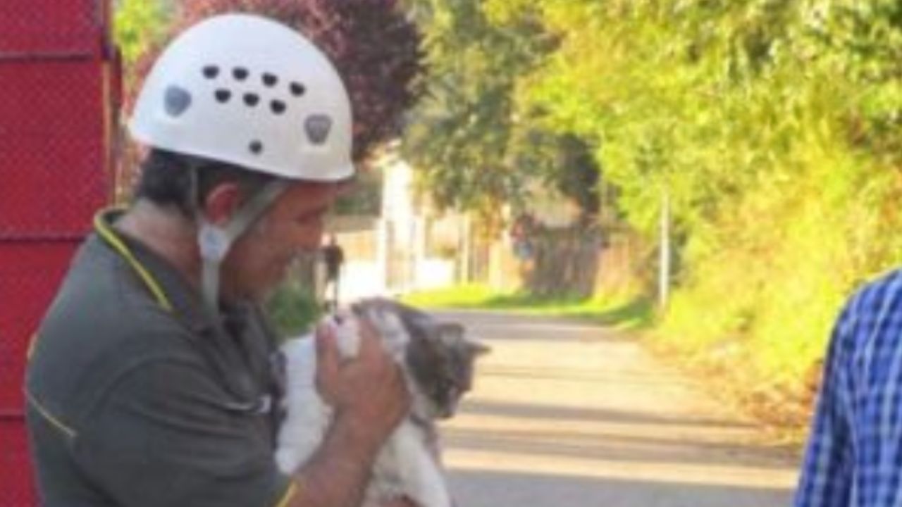 uomo con casco che tiene in mano un felino