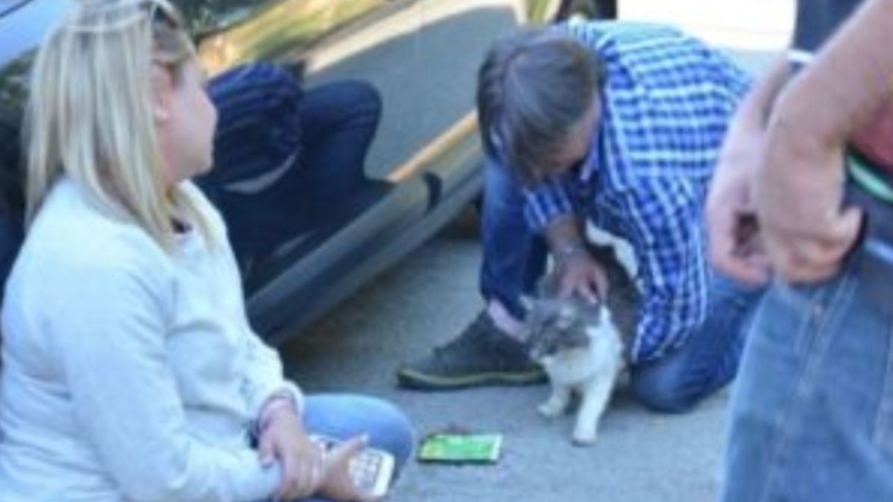 uomo che accarezza un gattino